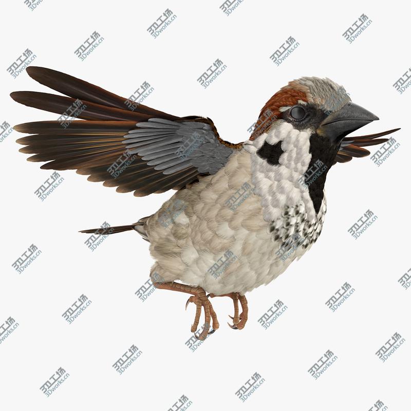 images/goods_img/2021040164/3D House Sparrow Rigged/1.jpg